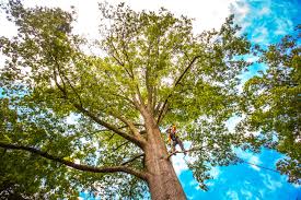 Best Palm Tree Trimming  in Albion, MI