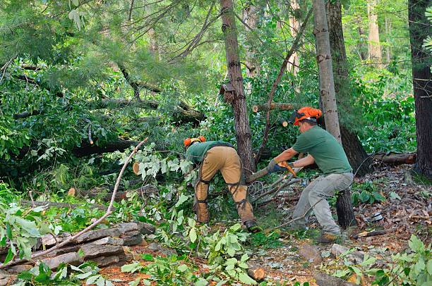 Mulching Services in Albion, MI